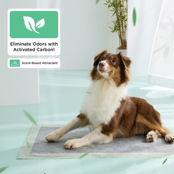 Dog on disposable pee pad; features activated carbon odor control & scent attractant.