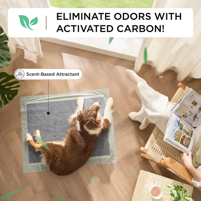 Dog on disposable pee pad with activated carbon for odor control and scent attractant.
