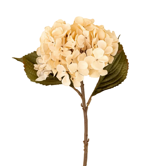 Hydrangea Floral Stem in Cream