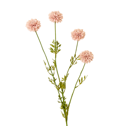 Mini Chrysanthemum in Pink