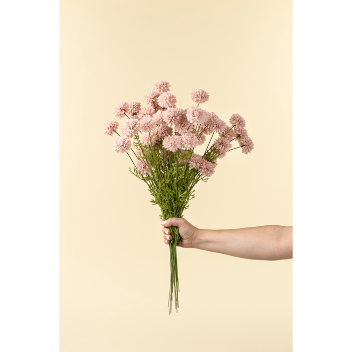 Mini Chrysanthemum in Pink