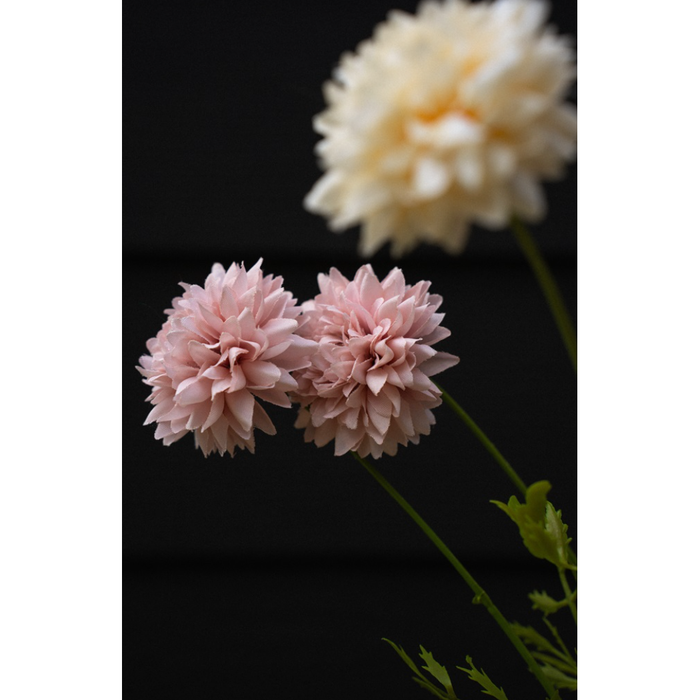 Mini Chrysanthemum in Pink