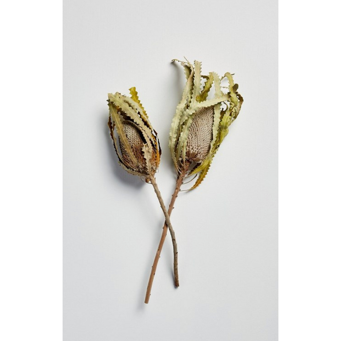 Natural Dried Banksia