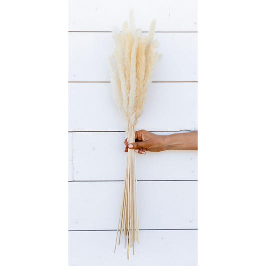 Pampas Grass Bleach White