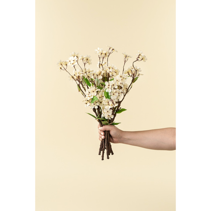 Pear Blossom Branch