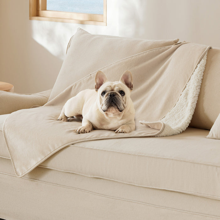 Cream French Bulldog lounging on beige couch with reversible Sherpa and microfiber fleece dog blanket.