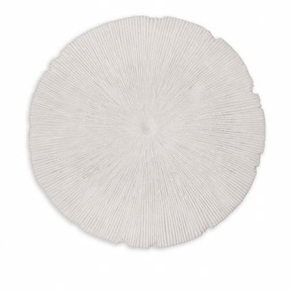 Sand Dollar