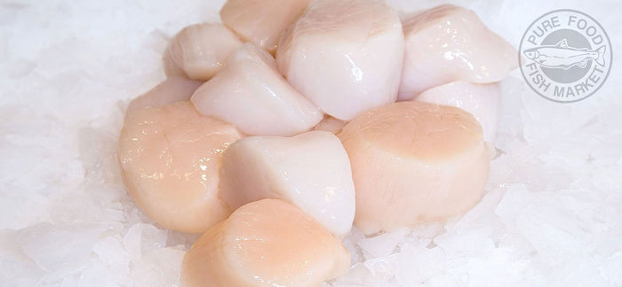 Scallops (Jumbo)