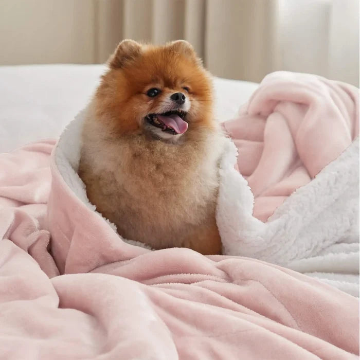 Fluffy Pomeranian dog in pink GentleSoft Sherpa Fleece Blanket, showcasing dual-sided plush and velvety textures.